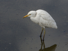 Bubulcus ibis