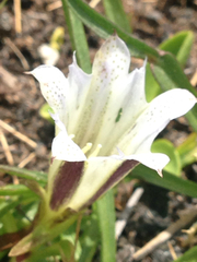 Gentiana newberryi