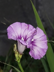 Ipomoea × leucantha