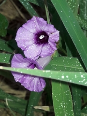 Ipomoea × leucantha