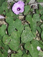 Ipomoea × leucantha
