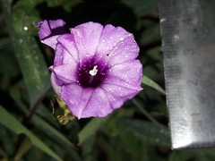 Ipomoea × leucantha