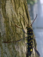 Cotyclytus curvatus