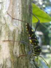 Cotyclytus curvatus