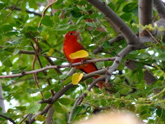 Piranga rubra