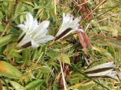 Gentiana newberryi