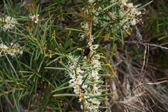 Hakea teretifolia