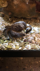 Actaeodes tomentosus