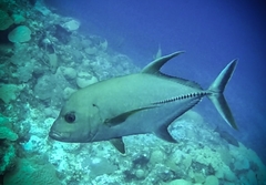 Caranx lugubris