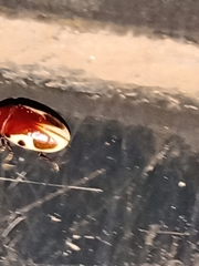 Chelonarium ornatum
