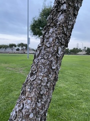 Pinus