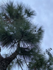 Pinus
