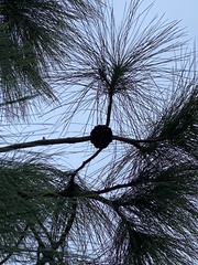 Pinus