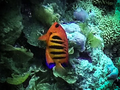 Centropyge loriculus