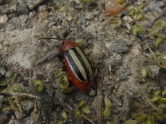 Disonycha leptolineata