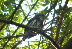 Glaucidium palmarum