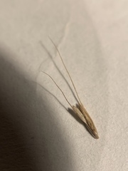 Chloris texensis