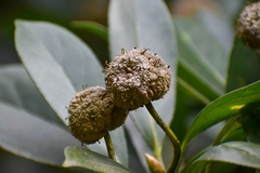 Liquidambar chinensis