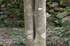 Liquidambar chinensis