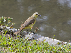 Machetornis rixosa