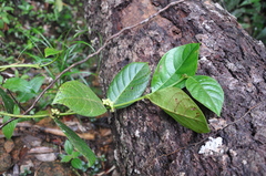 Ronabea latifolia