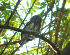 Glaucidium palmarum