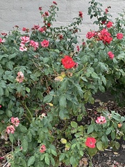 Rosa