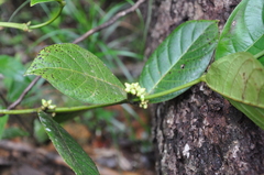 Ronabea latifolia