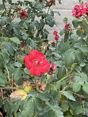 Rosa