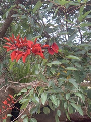 Erythrina crista-galli