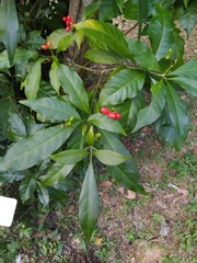 Rauvolfia verticillata