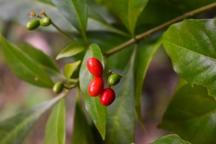 Rauvolfia verticillata