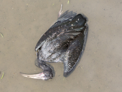 Phimosus infuscatus