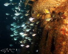 Pempheris multiradiata