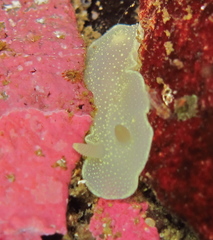 Cadlina laevis