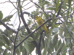 Setophaga petechia