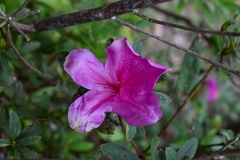 Rhododendron pulchrum phoeniceum