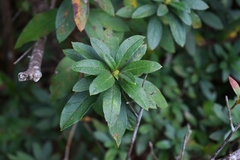 Rhododendron pulchrum phoeniceum