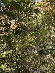 Fraxinus greggii