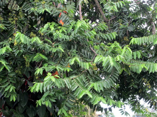 Cananga odorata