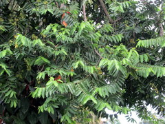 Ylang Ylang