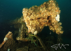 Botrylloides magnicoecus