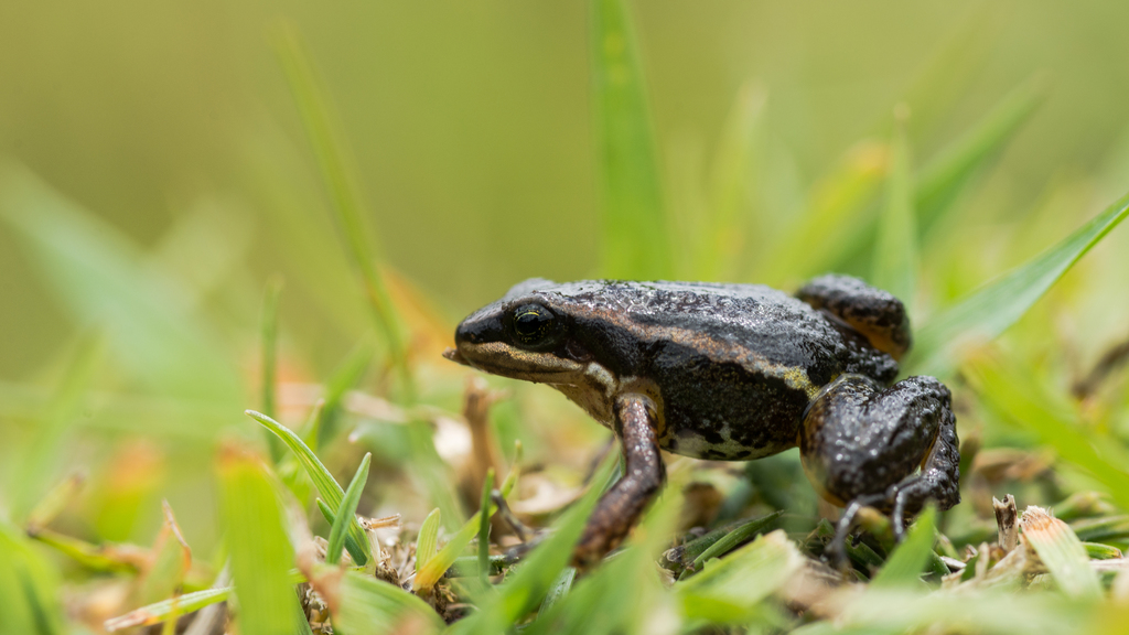 Malvasa Rocket Frog