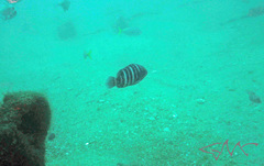 Hyporthodus ergastularius