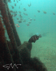 Hyporthodus ergastularius
