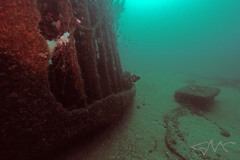 Hyporthodus ergastularius