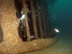Hyporthodus ergastularius