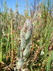 Chloropyron molle molle