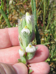 Chloropyron molle molle