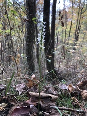 Spiranthes niklasii